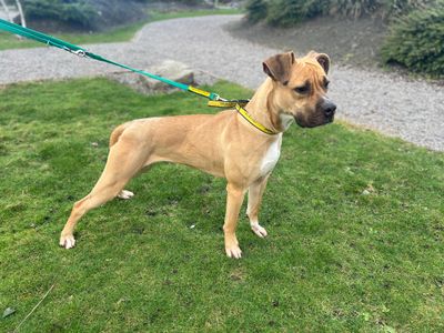 Paisley | Boxer Cross | Cardiff - 5