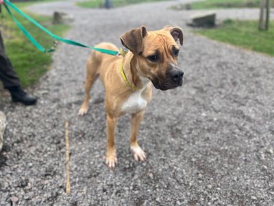 Paisley | Boxer Cross | Cardiff - 3