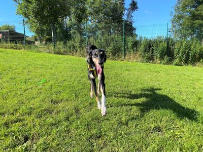 Louie Longlegs | Saluki | West Calder (Edinburgh) - 3
