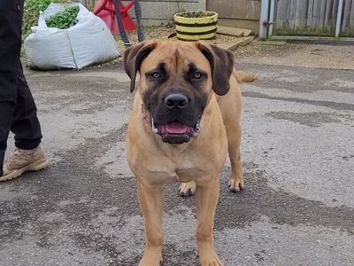Ember | Boerboel | Salisbury (Wiltshire) - 3