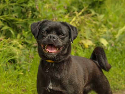 Lola, a 2 years old female Jack Russell Terrier X available for adoption from Dogs Trust in County Durham