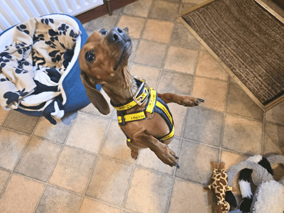 Peggy | Dachshund (Miniature Smooth Haired) | Dundee - 5