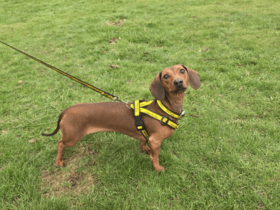 Peggy | Dachshund (Miniature Smooth Haired) | Dundee - 3