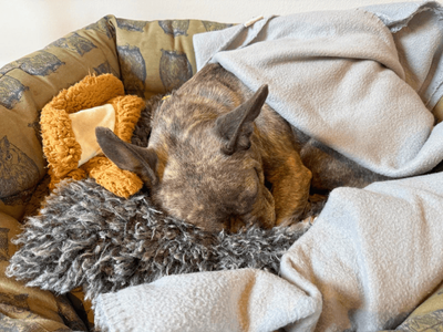 Storm | French Bulldog Cross | Dundee - 5