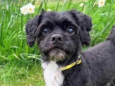 Benji | Shih Tzu Cross | Merseyside (Liverpool) - 3