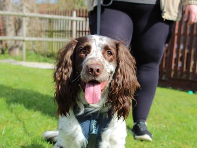 Dave | Spaniel (English Springer) | Newbury (Berkshire) - 5