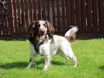 Dave | Spaniel (English Springer) | Newbury (Berkshire) - 3