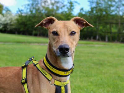 Bailey | Lurcher | Darlington - 3