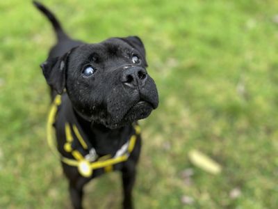 Barney | Terrier (Patterdale) | Cumbria - 3