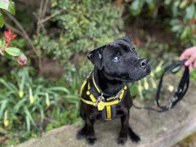 Barney | Terrier (Patterdale) | Cumbria - 5