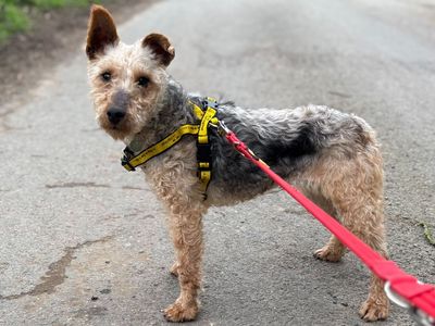 Billie T | Terrier (Fox Wire) | Snetterton (Norfolk) - 1