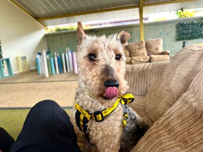 Billie T | Terrier (Fox Wire) | Snetterton (Norfolk) - 3