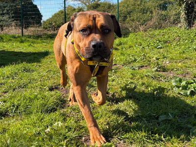 Bella | Terrier (Staffordshire Bull) Cross | Snetterton (Norfolk) - 5