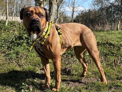 Bella | Terrier (Staffordshire Bull) Cross | Snetterton (Norfolk) - 3