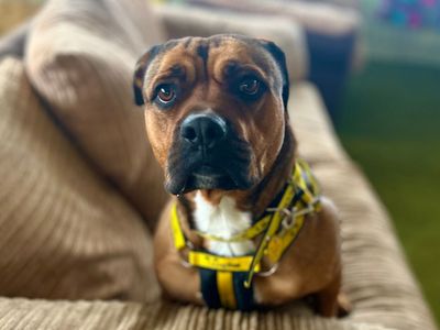 Bella | Terrier (Staffordshire Bull) Cross | Snetterton (Norfolk) - 5