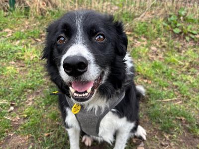 Shaw | Collie (Border) Cross | Shrewsbury (Shropshire) - 3