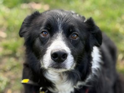 Shaw | Collie (Border) Cross | Shrewsbury (Shropshire) - 5