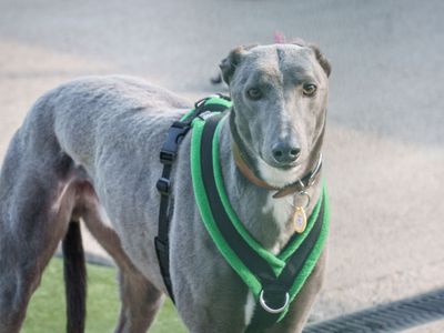 Bean | Greyhound | Loughborough - 3