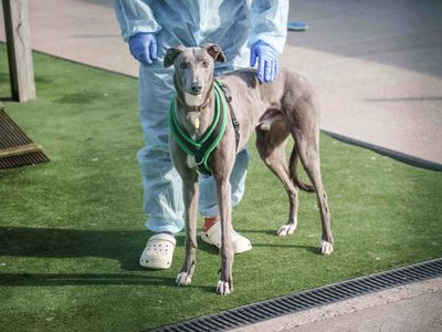 Bean | Greyhound | Loughborough - 2