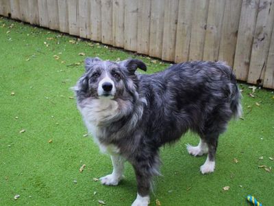 Misty | Collie (Border) | Manchester - 3