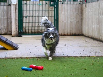 Misty | Collie (Border) | Manchester - 2