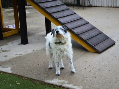 Sadie | Terrier (Parson Russell) | Manchester - 3