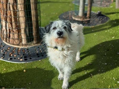Sadie | Terrier (Parson Russell) | Manchester - 2