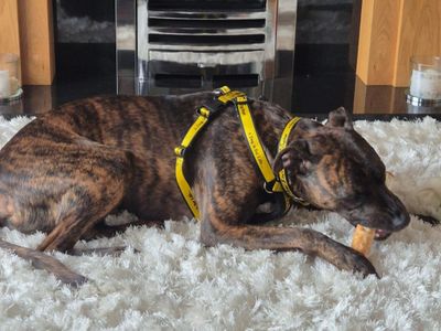 Ralph | Lurcher Cross | Manchester - 2