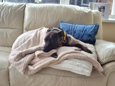 Ralph | Lurcher Cross | Manchester - 3