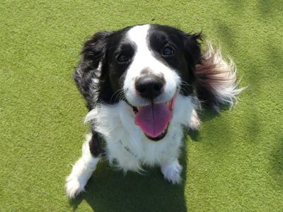 Opie | Collie (Border) | Harefield West London - 2