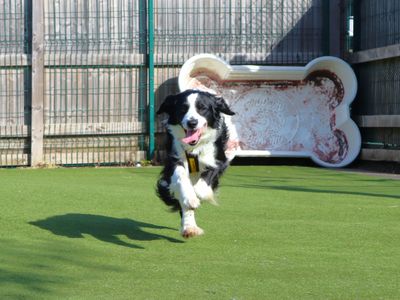 Opie | Collie (Border) | Harefield West London - 3