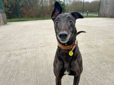 Darius | Greyhound | Basildon (Essex) - 2