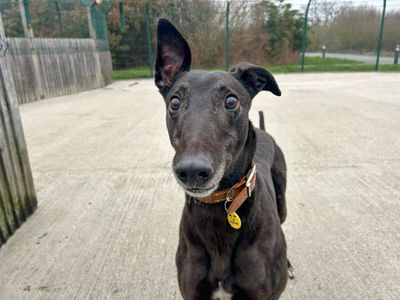 Darius | Greyhound | Basildon (Essex) - 3