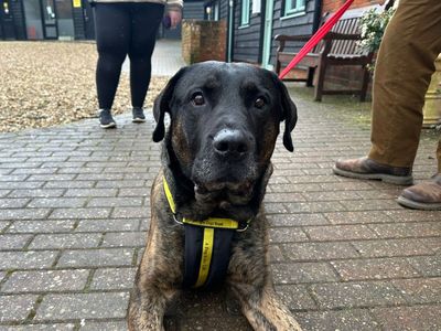 Maximus | Mastiff Cross | Basildon (Essex) - 5