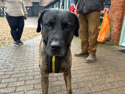 Maximus | Mastiff Cross | Basildon (Essex) - 3