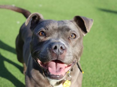 Disco | Terrier (Staffordshire Bull) | Glasgow - 3