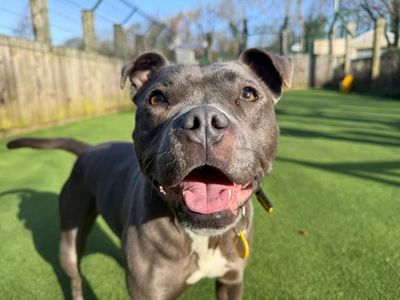 Disco | Terrier (Staffordshire Bull) | Glasgow - 1