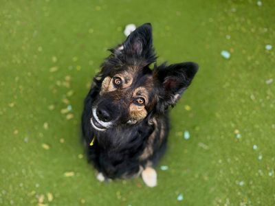 Lexi | Collie (Border) Cross | Manchester - 5