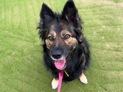 Lexi | Collie (Border) Cross | Manchester - 3