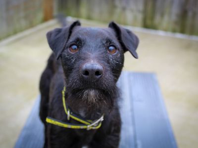 Billy, a 5 years old male Patterdale Terrier available for adoption from Dogs Trust in County Durham