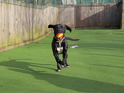 Pretzel | Retriever (Labrador) Cross | Glasgow - 1
