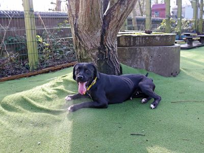 Pretzel | Retriever (Labrador) Cross | Glasgow - 3