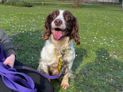 Daniel | Spaniel (English Springer) | Canterbury - 2