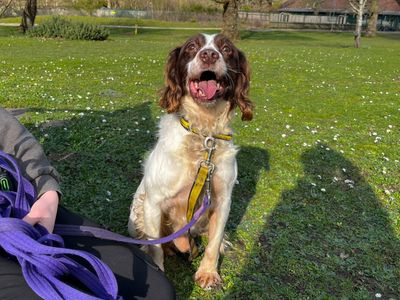 Daniel | Spaniel (English Springer) | Canterbury - 3