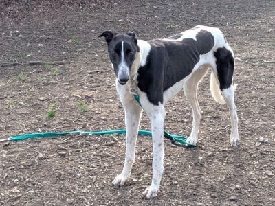 Augustus, a 3 years old male Greyhound available for adoption from Dogs Trust in Kent