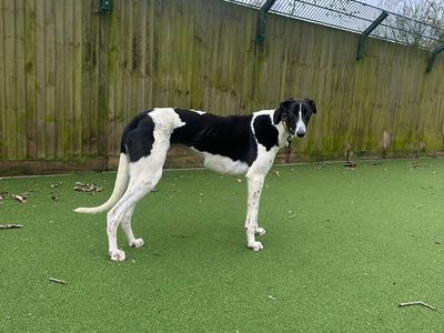 Augustus | Greyhound | Canterbury - 2