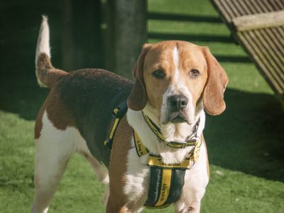 Twix | Beagle | Loughborough - 2