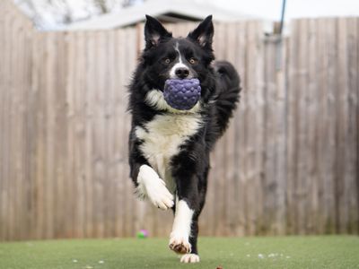 JJ | Collie (Border) | Kenilworth (West Midlands) - 3