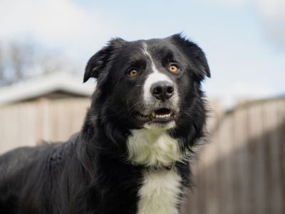 JJ | Collie (Border) | Kenilworth (West Midlands) - 5