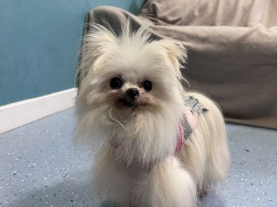 Holly | Maltese Cross | Ilfracombe - 2